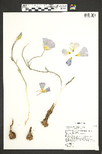 Calochortus flexuosus image