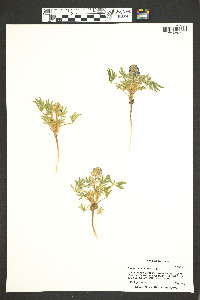 Lupinus caudatus image