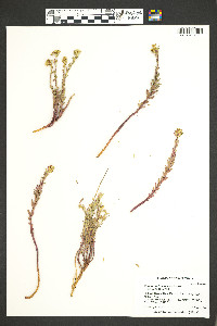 Euphorbia brachycera image