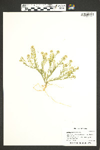 Lepidium montanum image