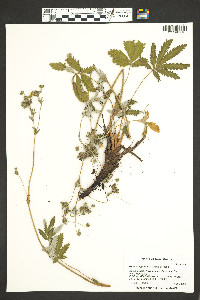 Potentilla gracilis image