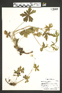 Geranium wislizeni image