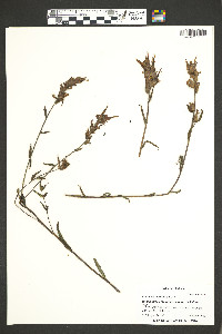 Castilleja linariifolia image