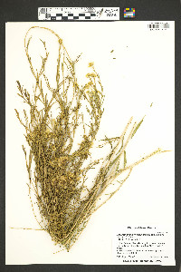 Chrysothamnus viscidiflorus subsp. axillaris image