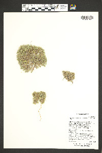 Greeneocharis circumscissa image