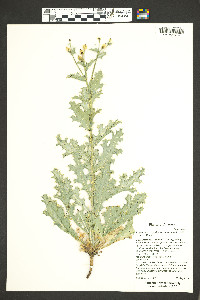 Argemone corymbosa subsp. arenicola image