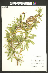 Prosopis glandulosa image