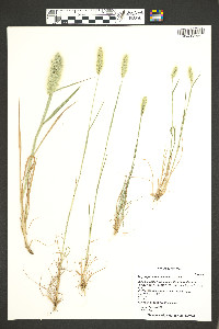 Polypogon monspeliensis image