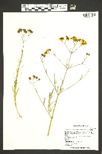 Thelesperma megapotamicum image