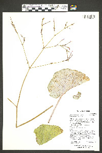 Anulocaulis leiosolenus image