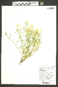 Psilostrophe sparsiflora image