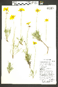 Thelesperma subnudum image