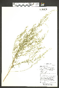 Artemisia dracunculus image