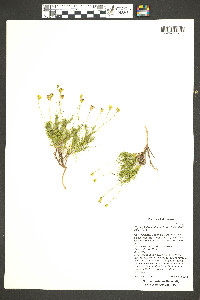 Thymophylla pentachaeta var. belenidium image