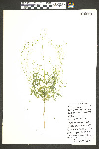 Descurainia brevisiliqua image