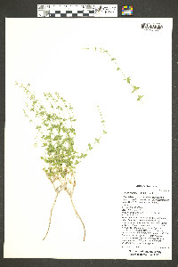 Galium munzii image