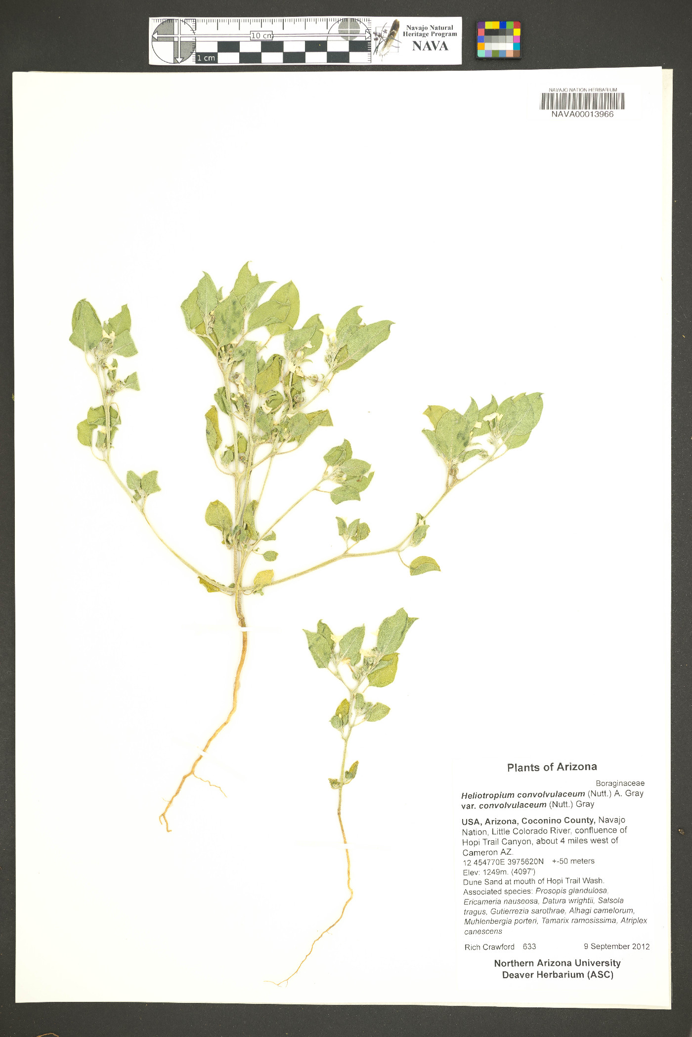 Heliotropium convolvulaceum var. convolvulaceum image