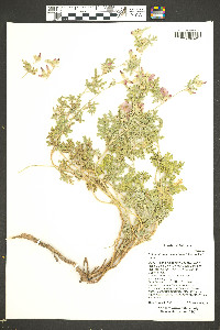 Sphaeralcea grossulariifolia image