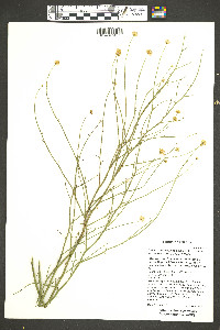 Chloracantha spinosa var. spinosa image