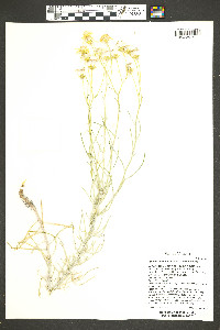 Senecio flaccidus var. flaccidus image