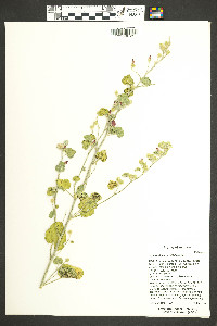 Sphaeralcea parvifolia image