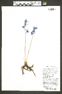 Delphinium scaposum image