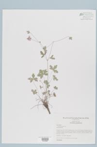Geranium caespitosum image