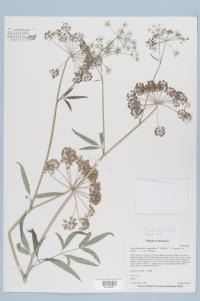 Cicuta maculata image