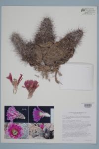 Echinocereus fendleri var. fasciculatus image