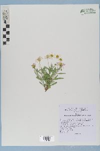 Melampodium leucanthum image