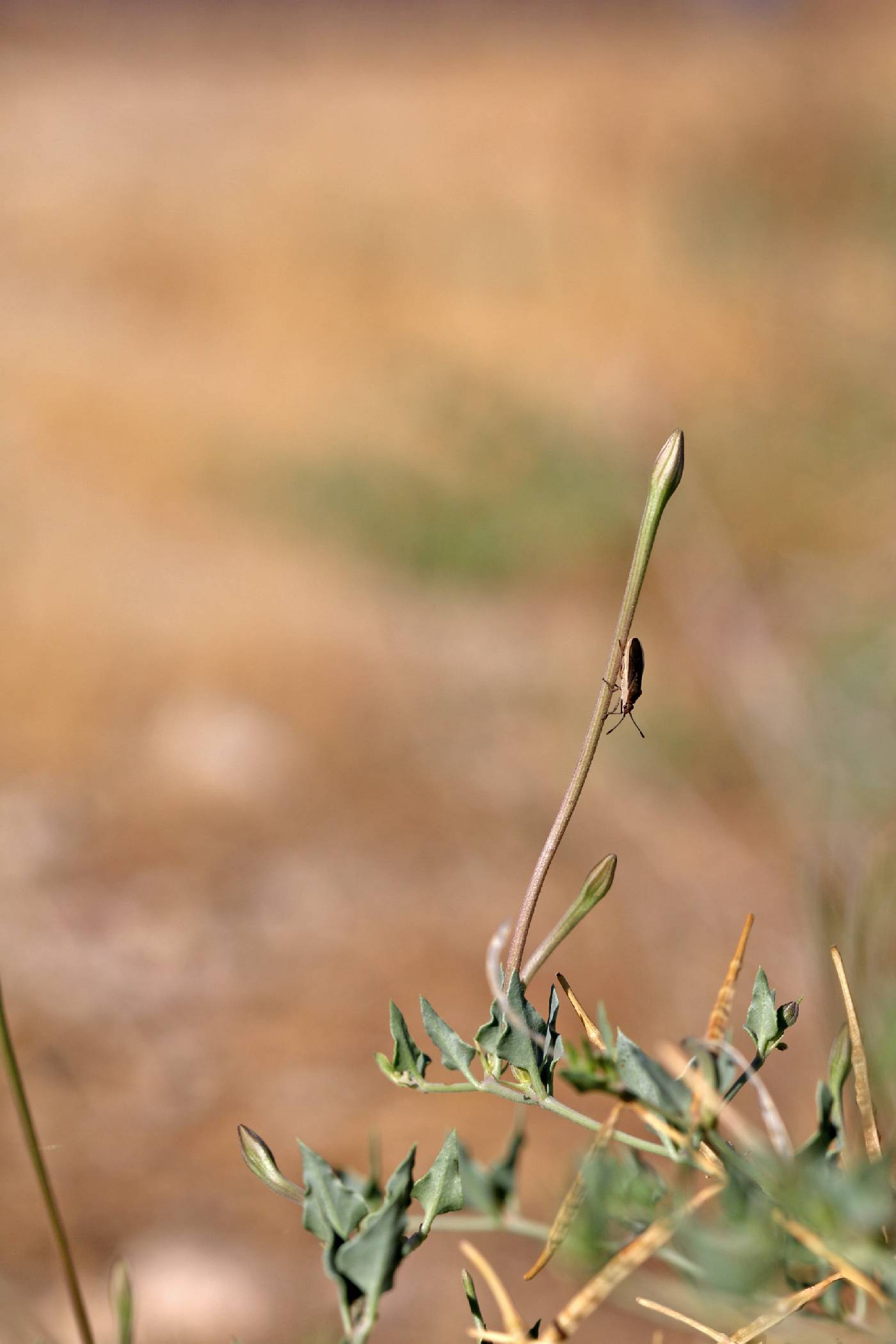 Acleisanthes longiflora image