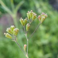 Boerhavia erecta image