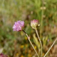 Image of Boerhavia purpurascens