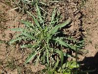 Oenothera flava image