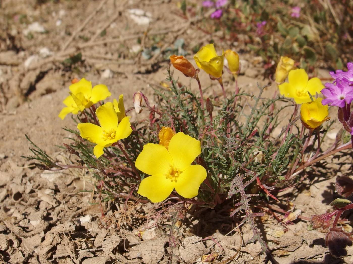 Eulobus sceptrostigma image