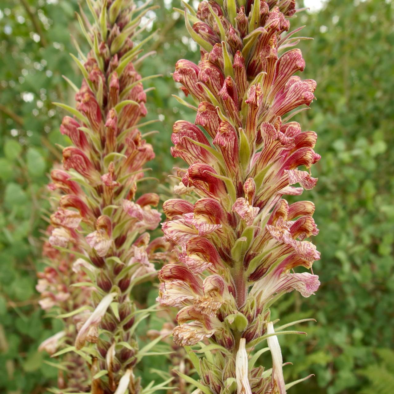 Pedicularis procera image