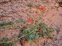 Castilleja linariifolia image