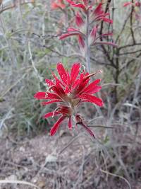 Castilleja tomentosa image