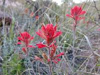 Castilleja tomentosa image