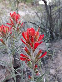 Castilleja tomentosa image