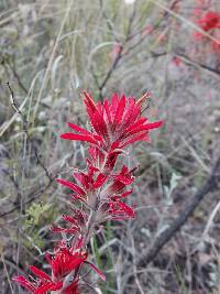 Castilleja tomentosa image