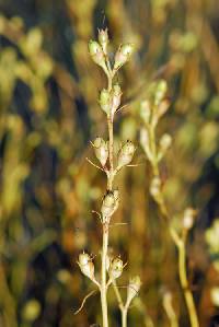 Agalinis calycina image