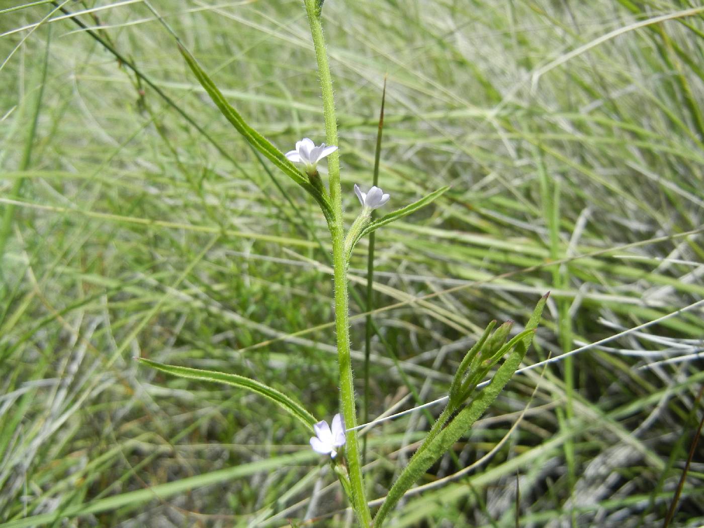 Buchnera arizonica image