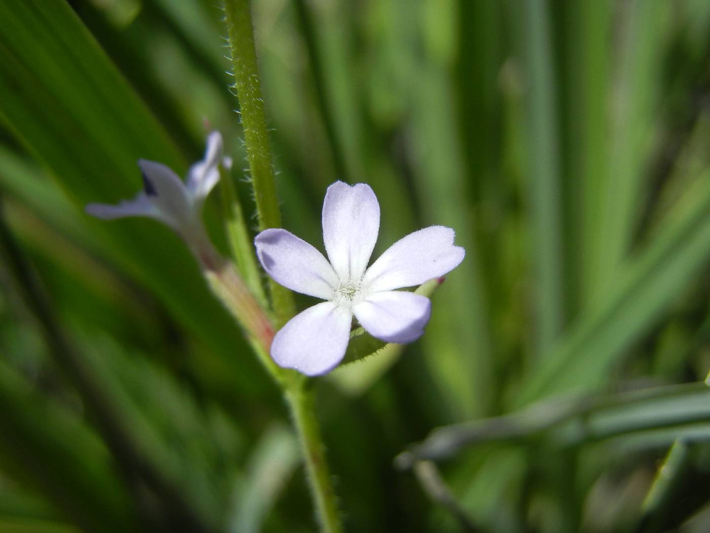 Buchnera arizonica image