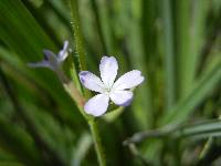 Image of Buchnera obliqua