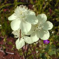 Platystemon californicus image