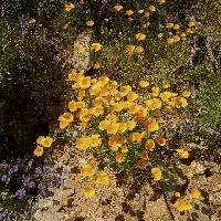 Eschscholzia californica subsp. mexicana image