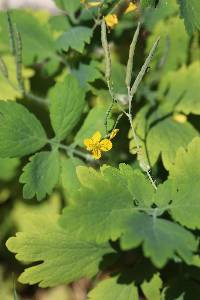 Chelidonium majus image