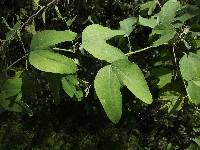 Passiflora mexicana image