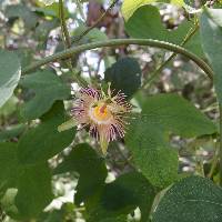 Passiflora mexicana image